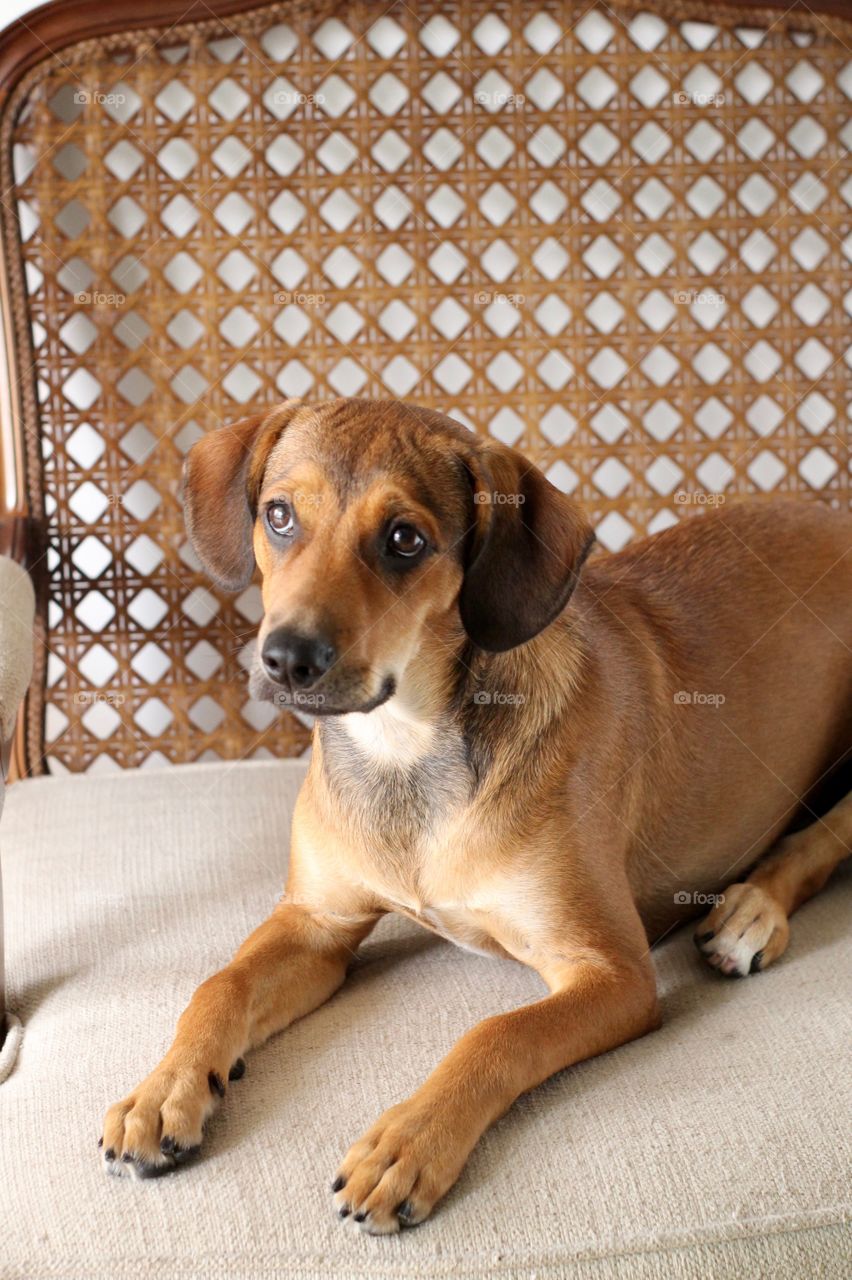 dog lying in armchair