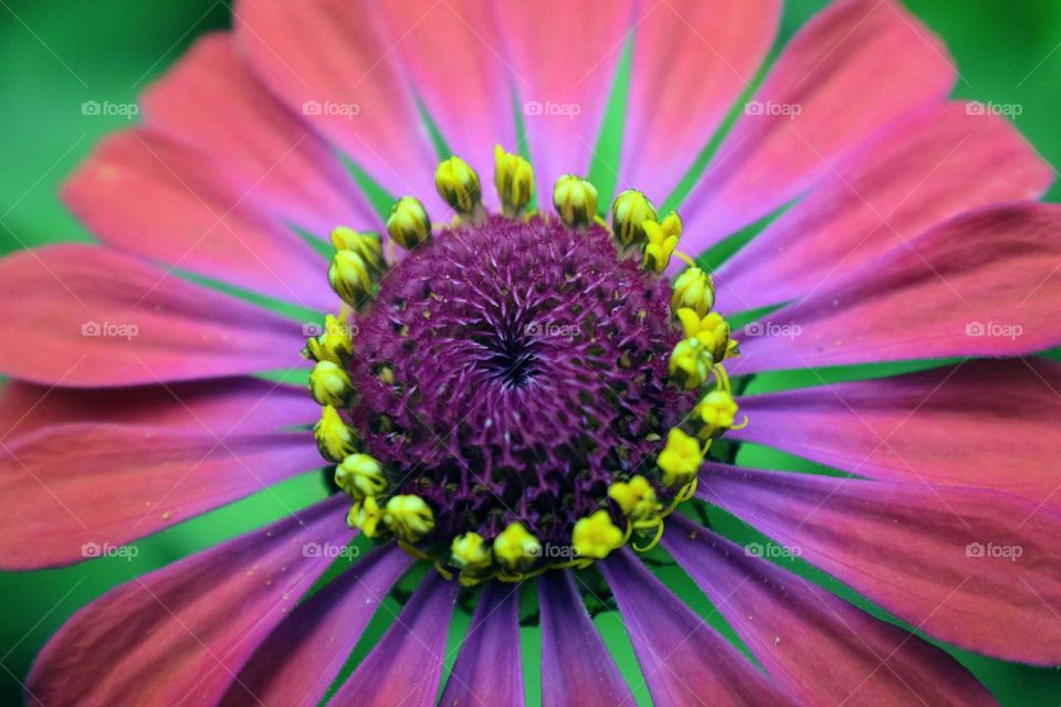 Neon Zinnia