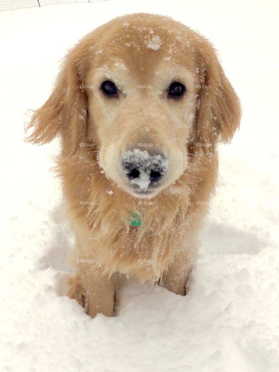 Snow dog
Nyc 
Snowstorm 