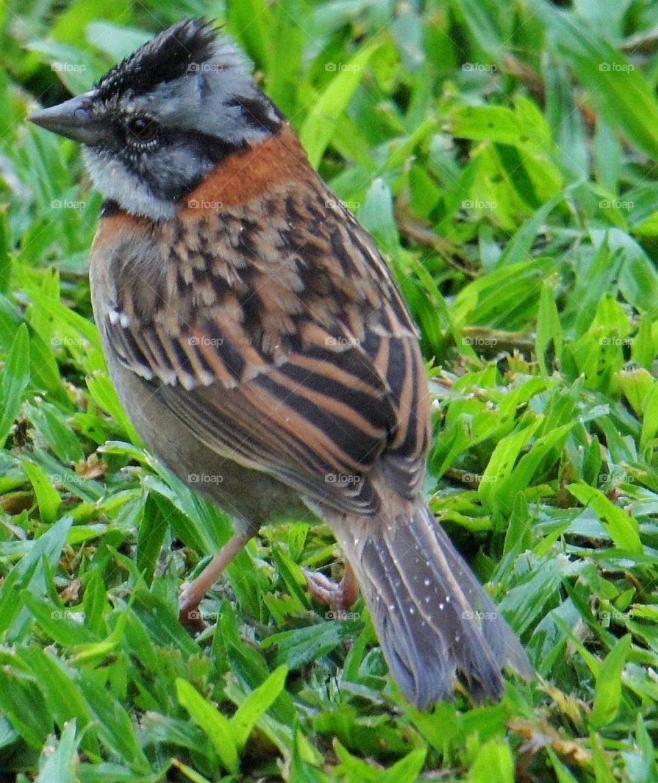 Rufous-collared Sparrow