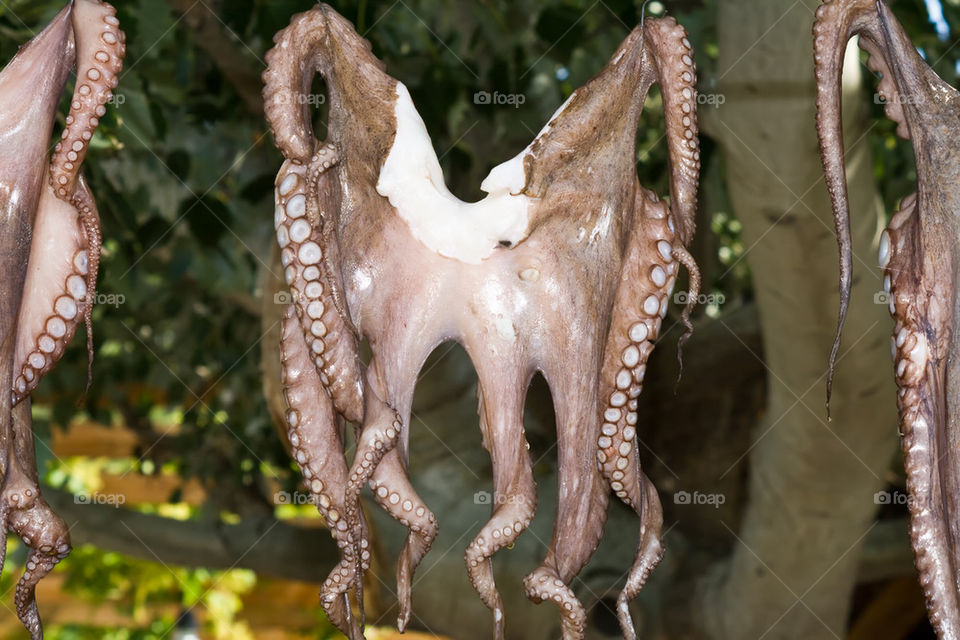 Octopus 