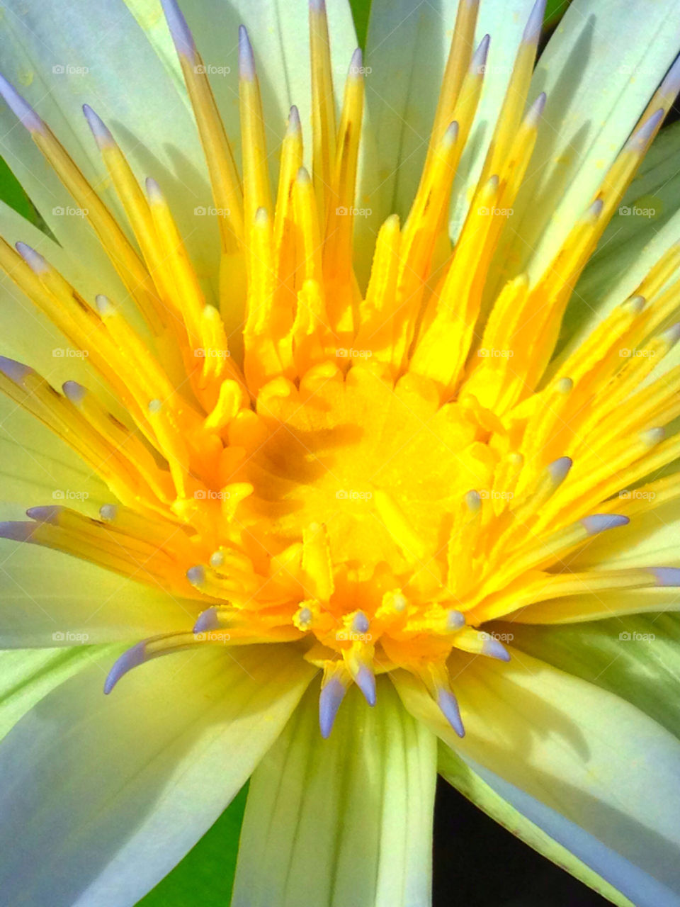 yellow stigma flower blue by kshapley