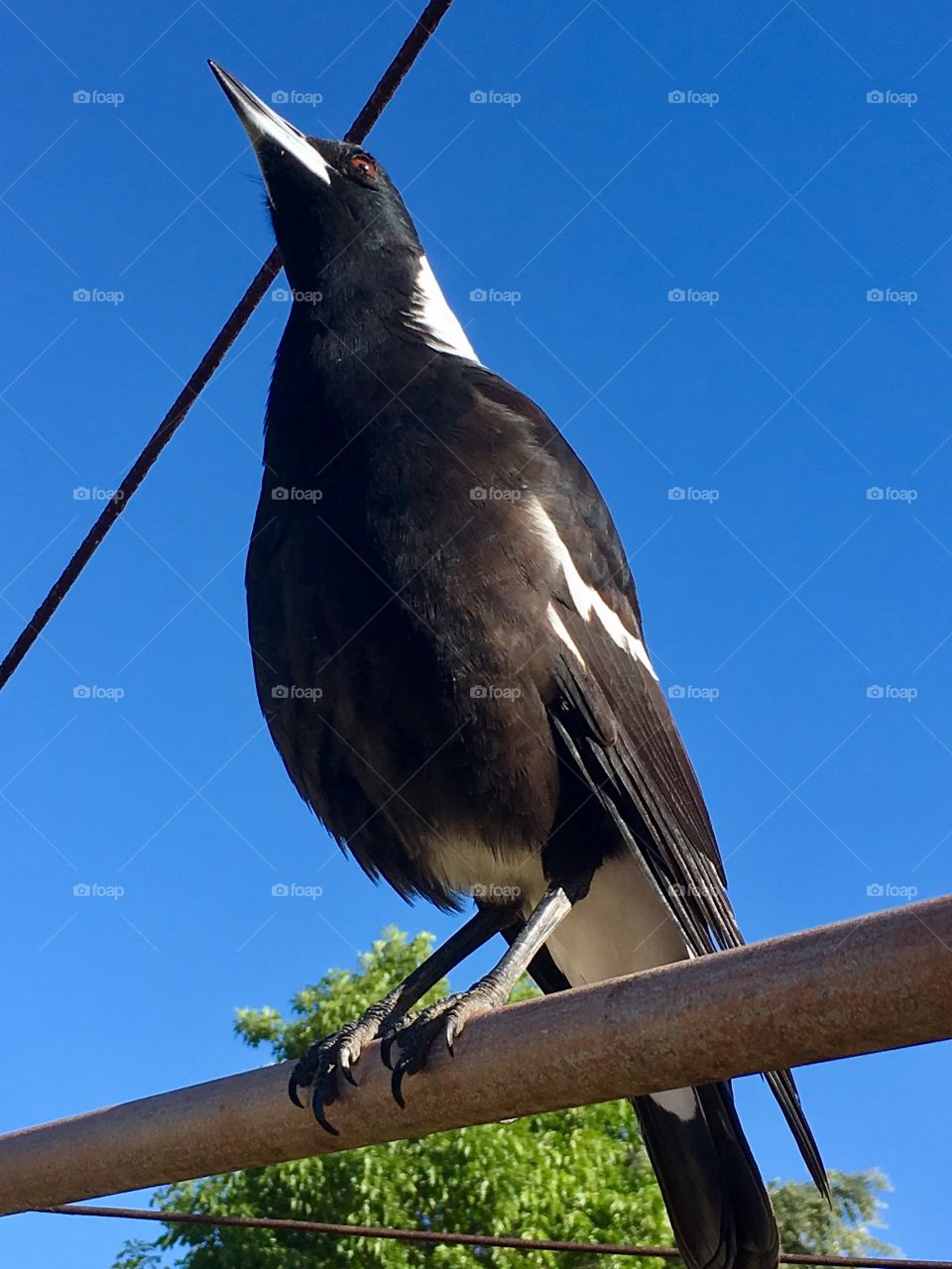 Warbling magpie closeup sitting on a high wire set against a vivid blue sky, front view full body