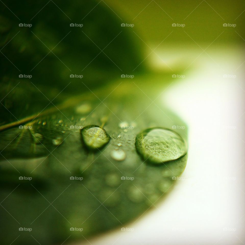 Close-up of water drop on petal