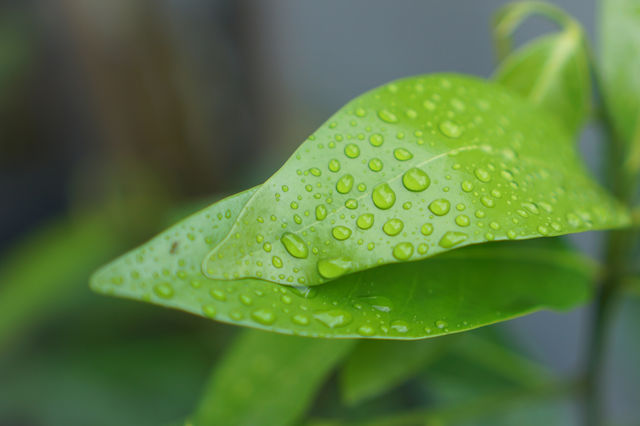 dew on the leaves in the morning