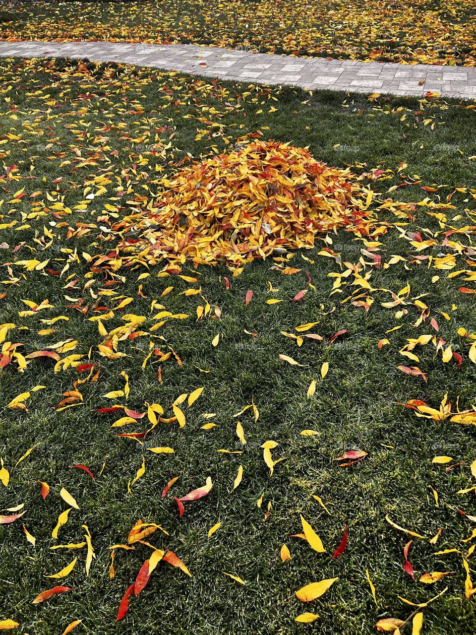 Fall leaves in a pile for leaf jumping 