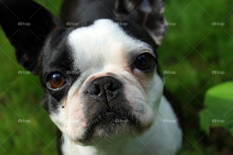 Closeup of the head of my youngest dog cocking her head as a signal that she is more than ready for some playtime chasing a ball. She also had some time to dig holes looking for roots and bugs. Luckily its mostly dry so she just got a bit dirty.