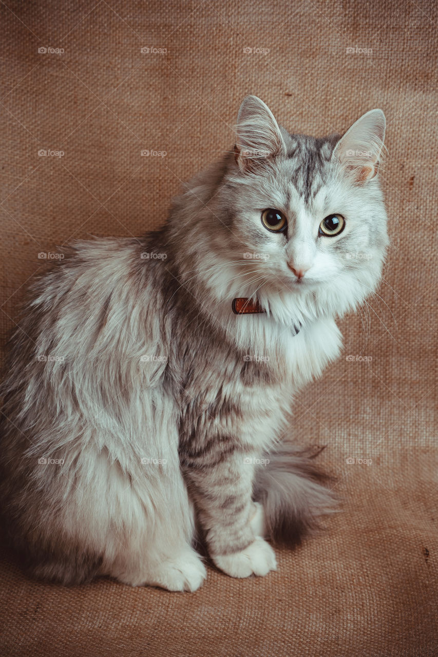 Siberian longhair cat