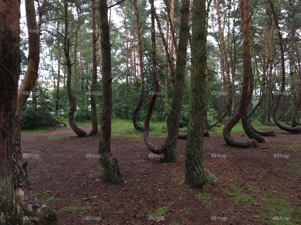 Nowe Czarnowo - Crooked trees - Poland