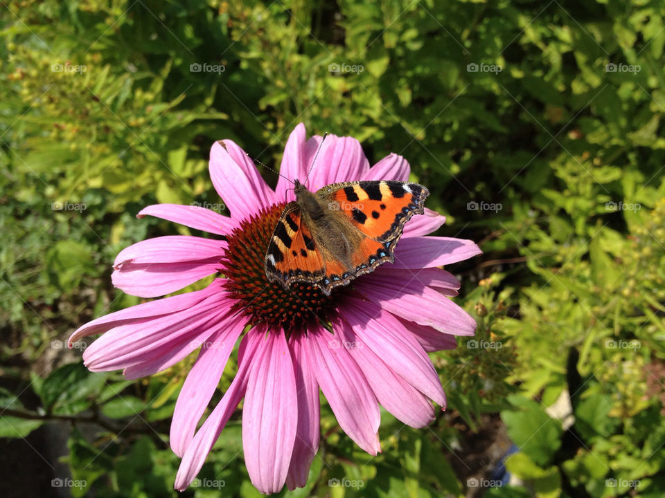 Butterfly pollinating on flower