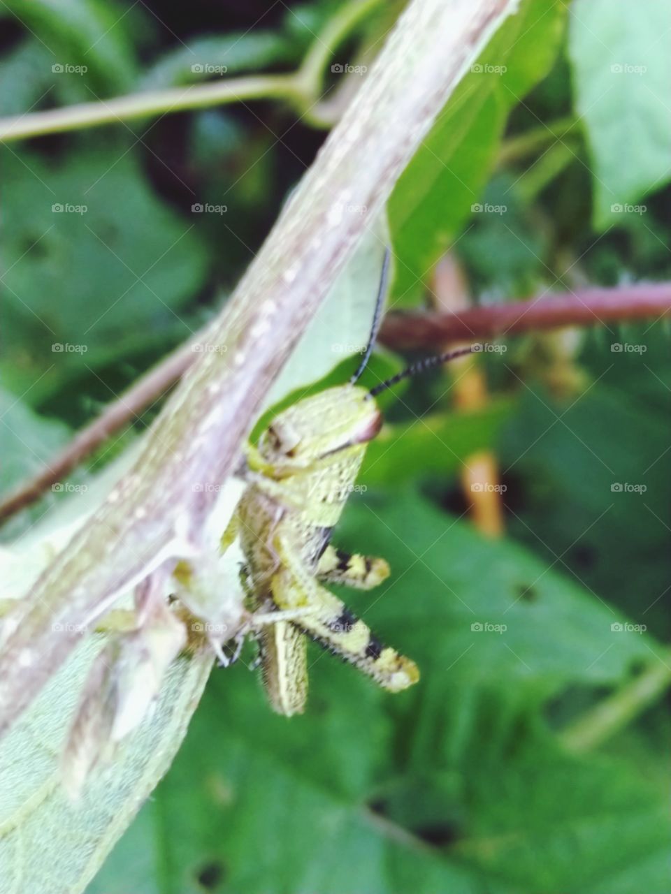 Grasshopper