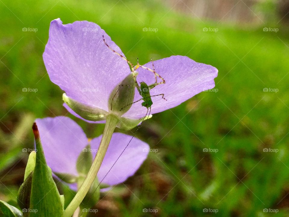Green bug on a purple wildflower