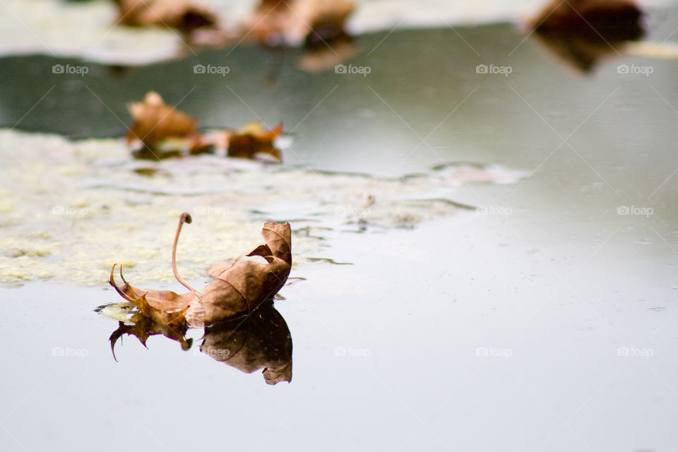Floating Leaf.
