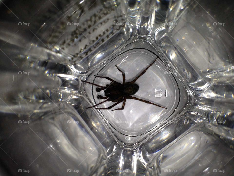 Spider in a shot glass.