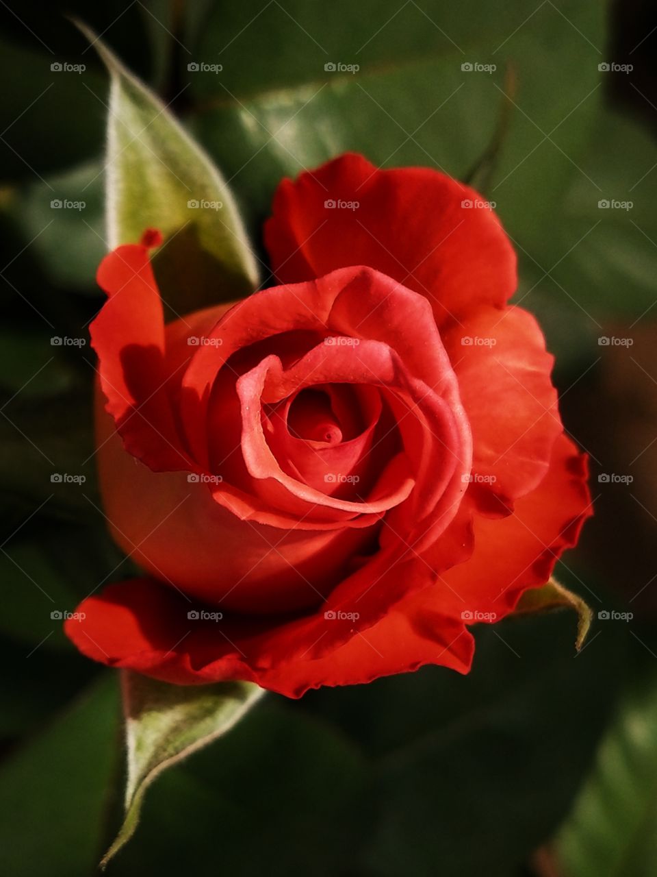 Just tried to show the beauty of nature through this beautiful red flower.🌹#Symbol of Love❤️