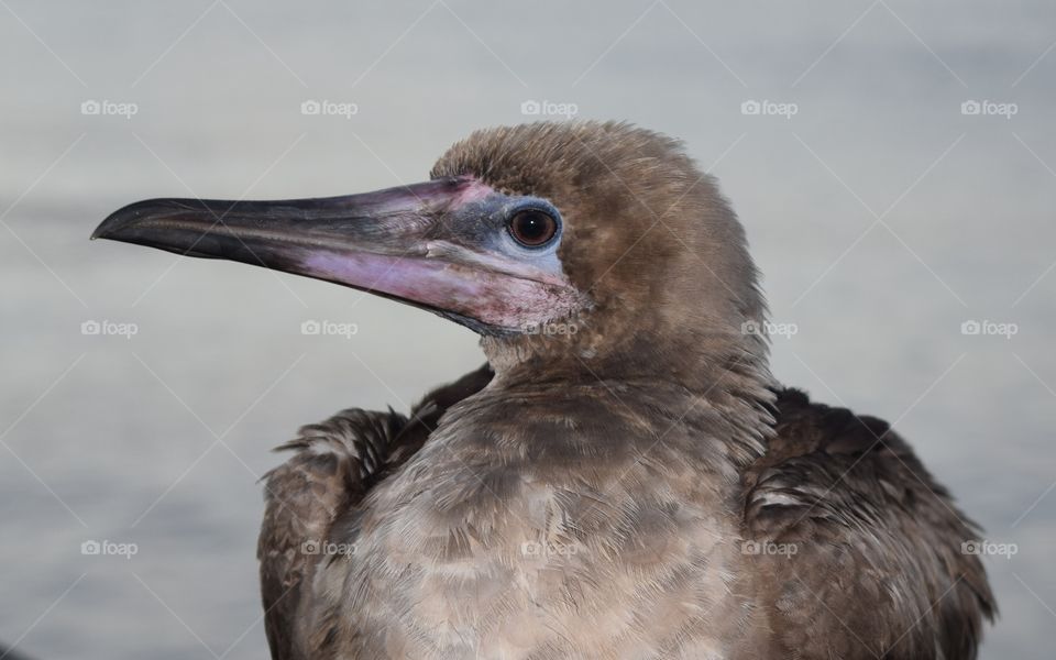 Bird on the dock