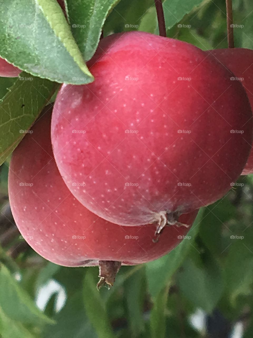 Mini red apples