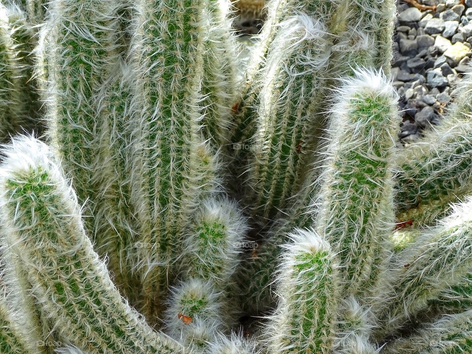 Cactus