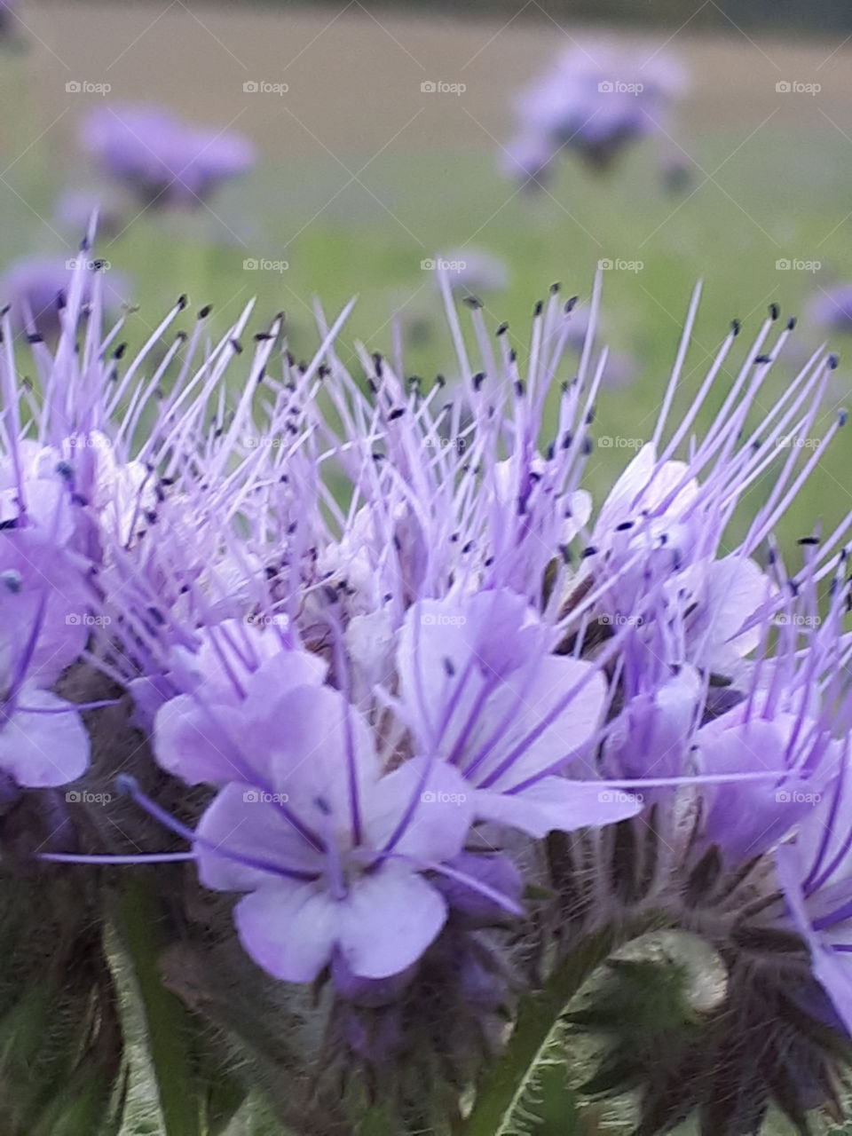 Purple Flora