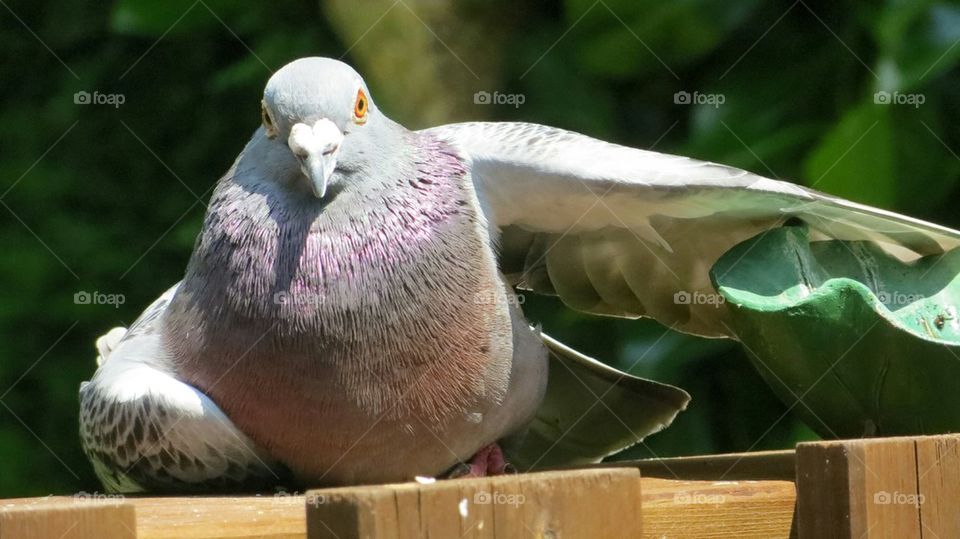 pigeon