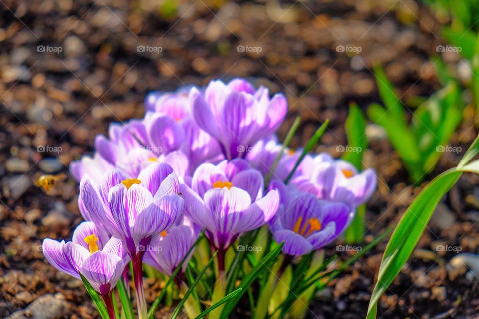 Purple flowers