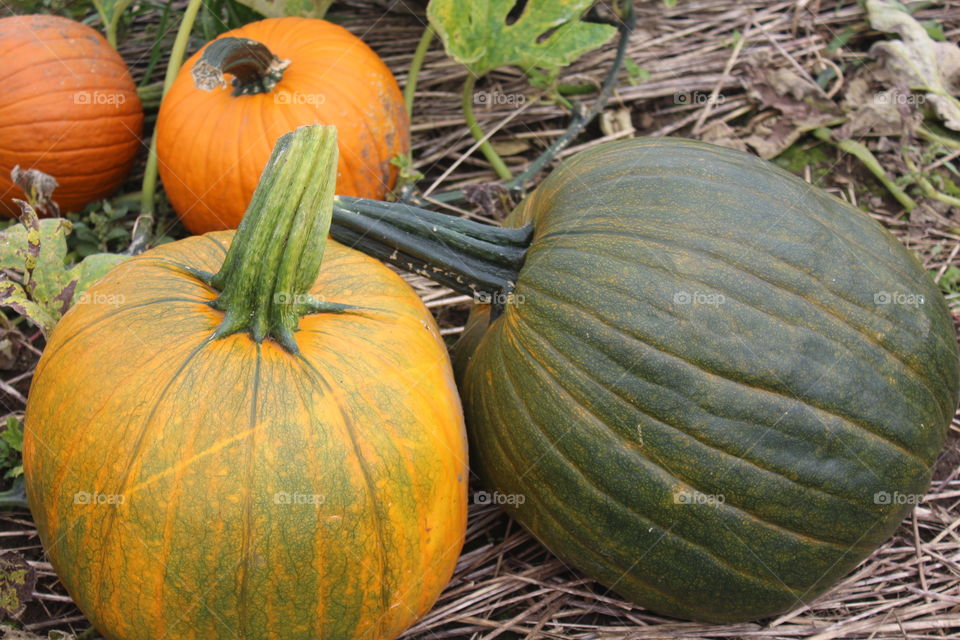 Pumpkin Season 