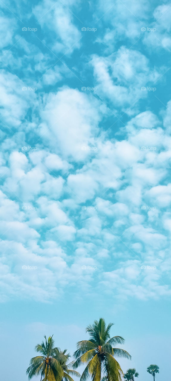 Good morning with beautiful sky resembling spread of cotton flying to Blue sky.