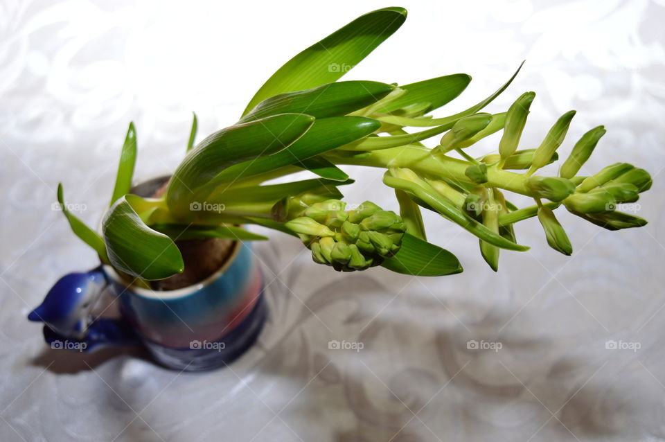 HOUSE PLANTS IN POTS