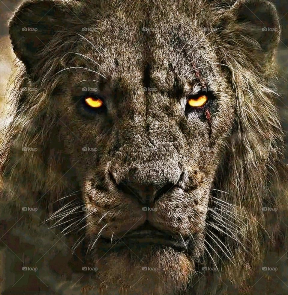 most beautiful and attractive lion in the park.