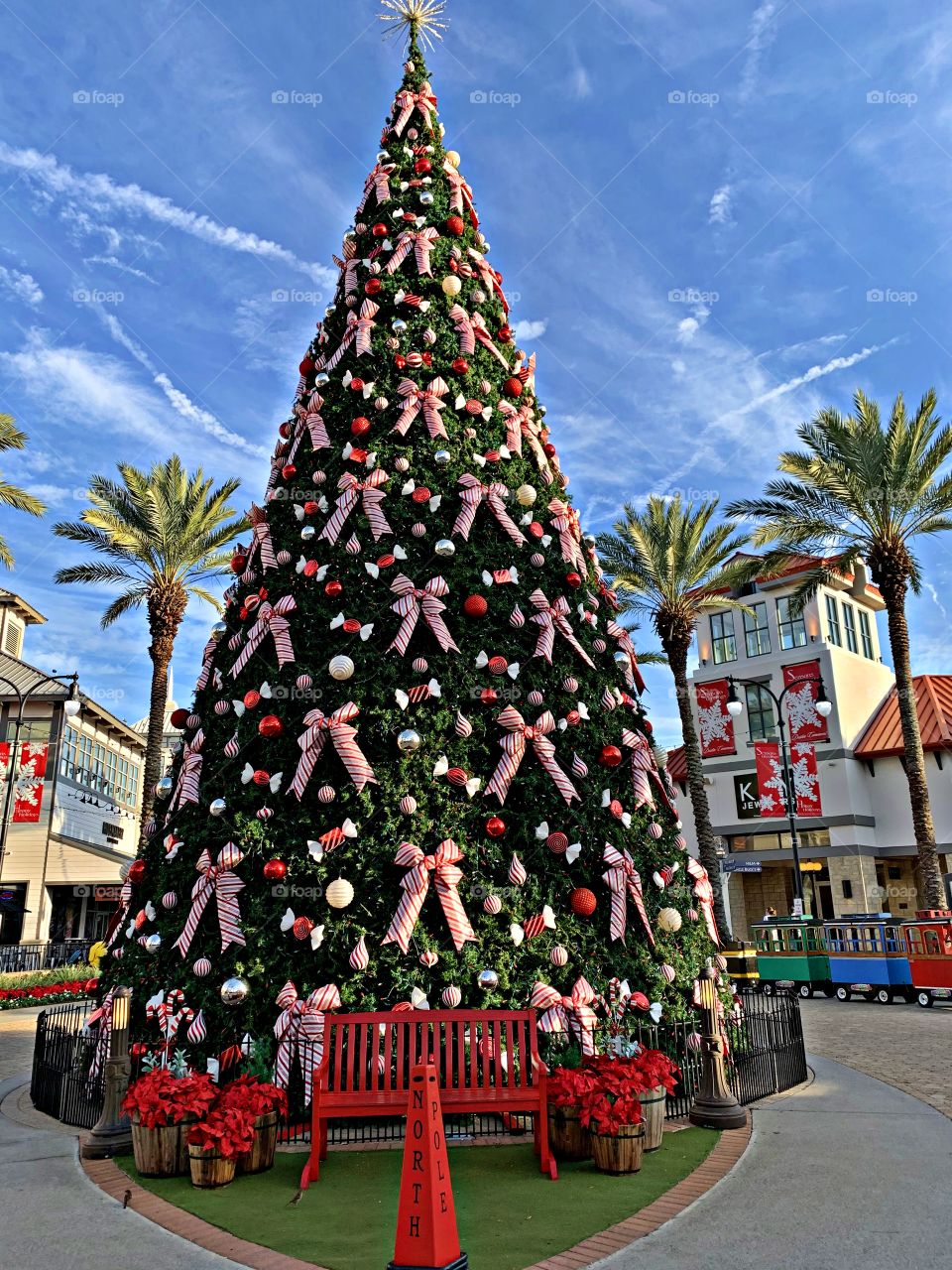 Gorgeous 60 foot decorated Christmas tree on display at the shopping center. This gorgeous tree is surrounded by palm trees and store fronts. At night the lights glitter