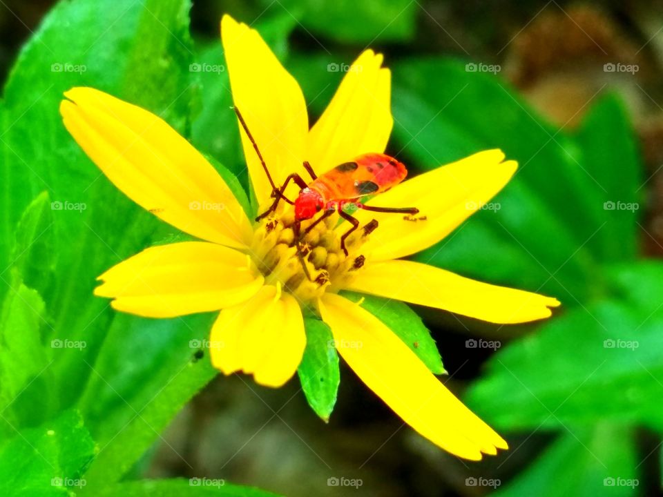 Bug and flower 3