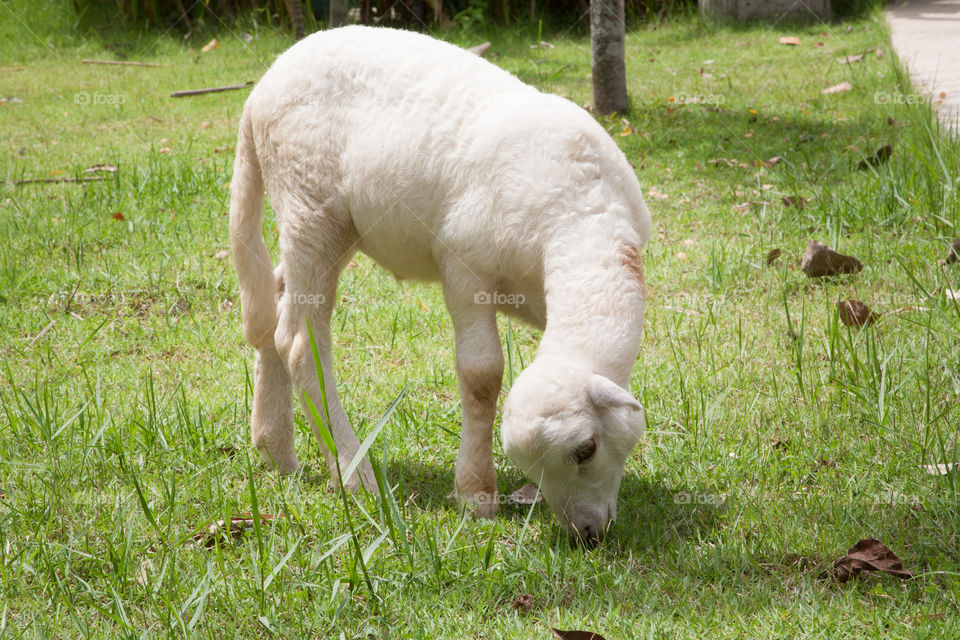 A cute alpaca eating grass