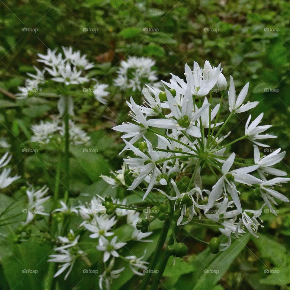 Wild garlic
