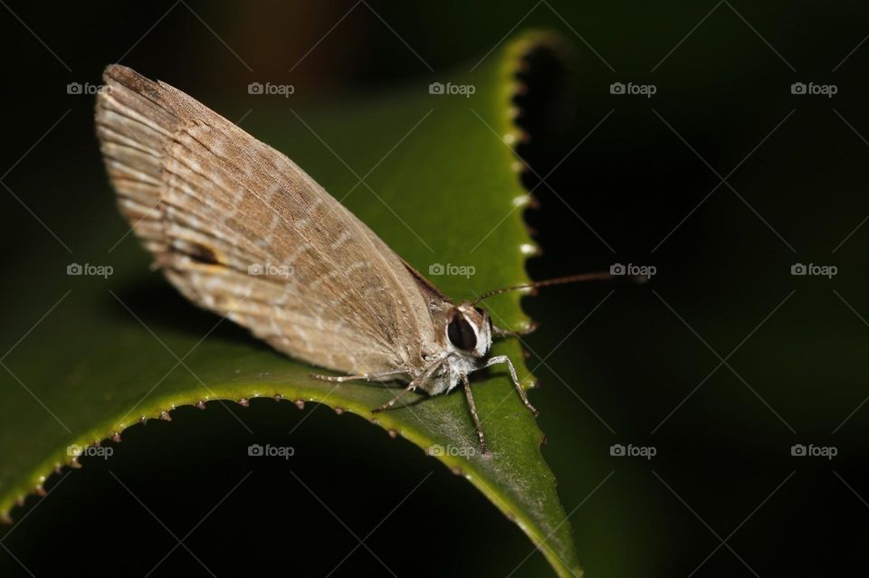 Beautiful and cute butterfly