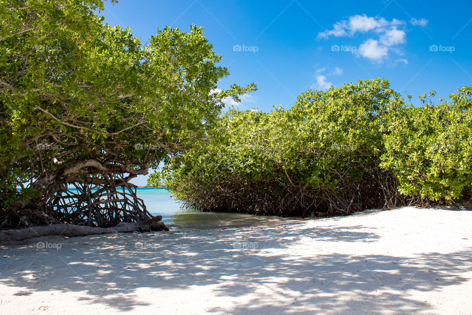 Scenic view of shallow beach surrounded by mangroves 