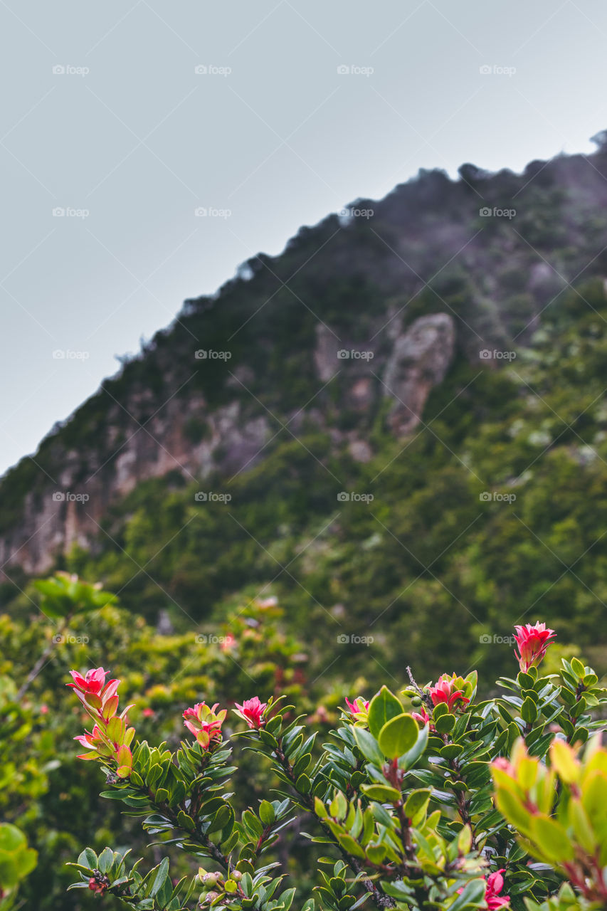 So happy when i saw the flowers bloom beautifully near the top of the mountain, and so it didn't feel tired anymore when passing a trip to the top of mountain.