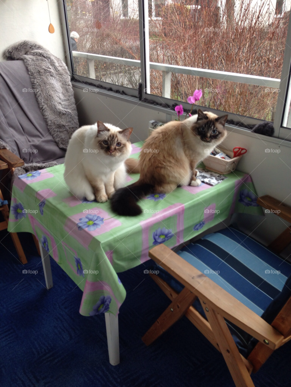 birma husdjur cats katter by MagnusPm