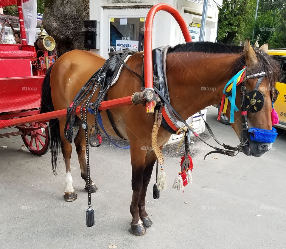 horse drawn carriage in Sapanca Turkey streets