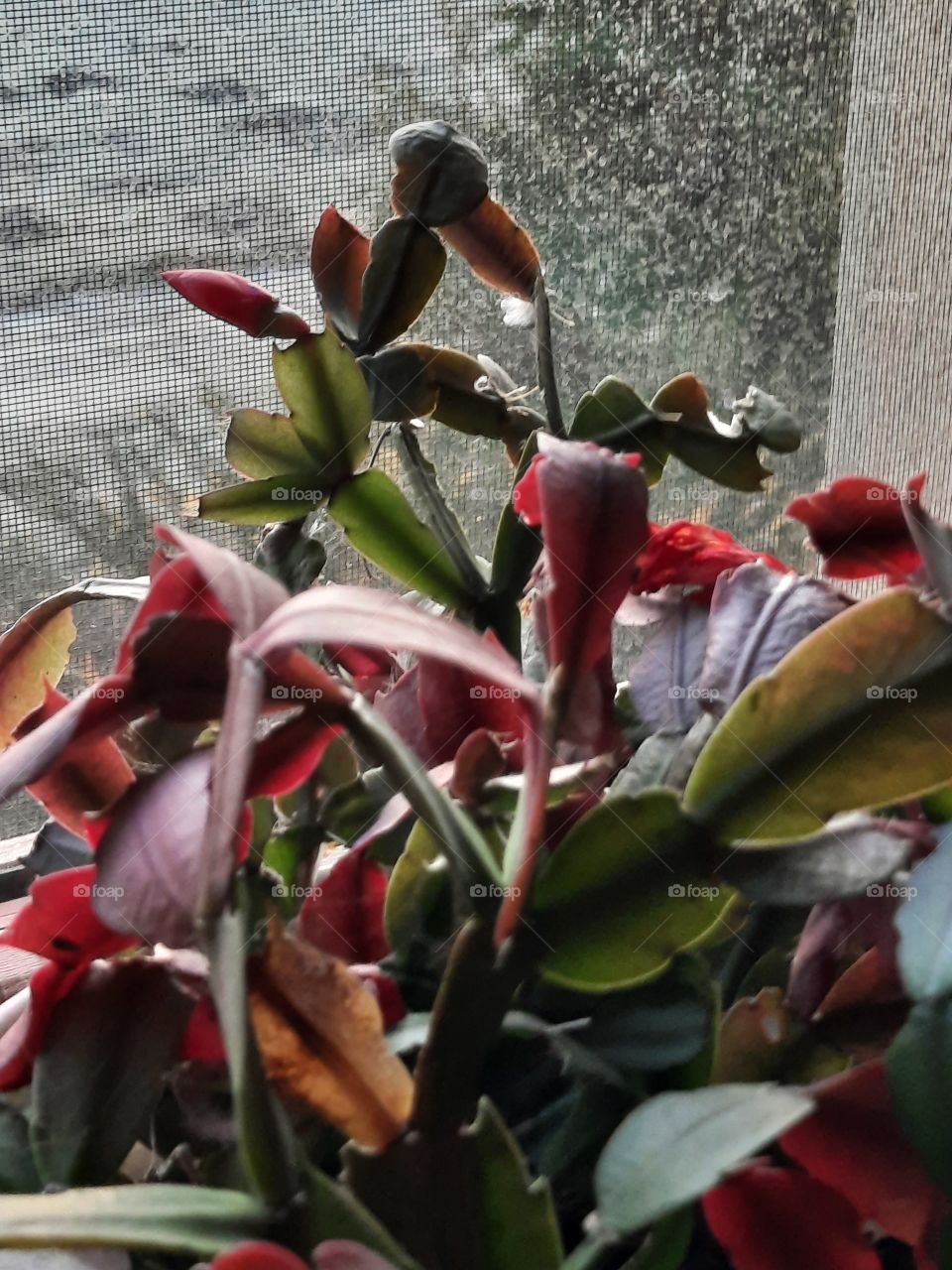 colourful Christmas cactus with single late flower bud