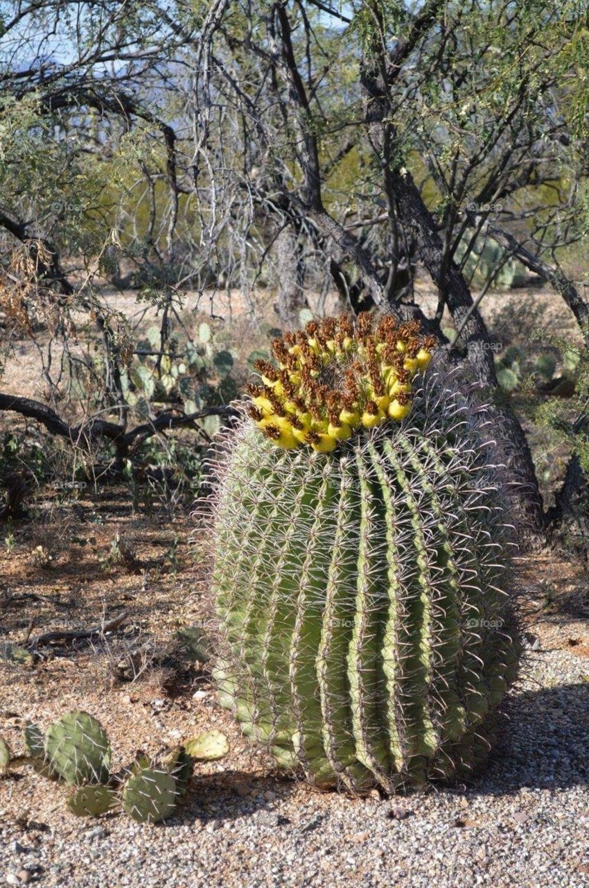 Cactus in the desert