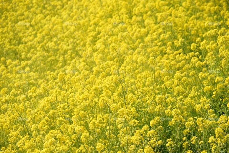 canola flower