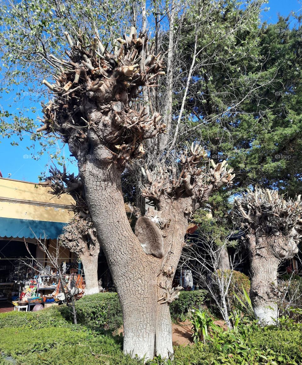 The cat and the tree