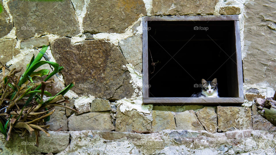Framed cat 