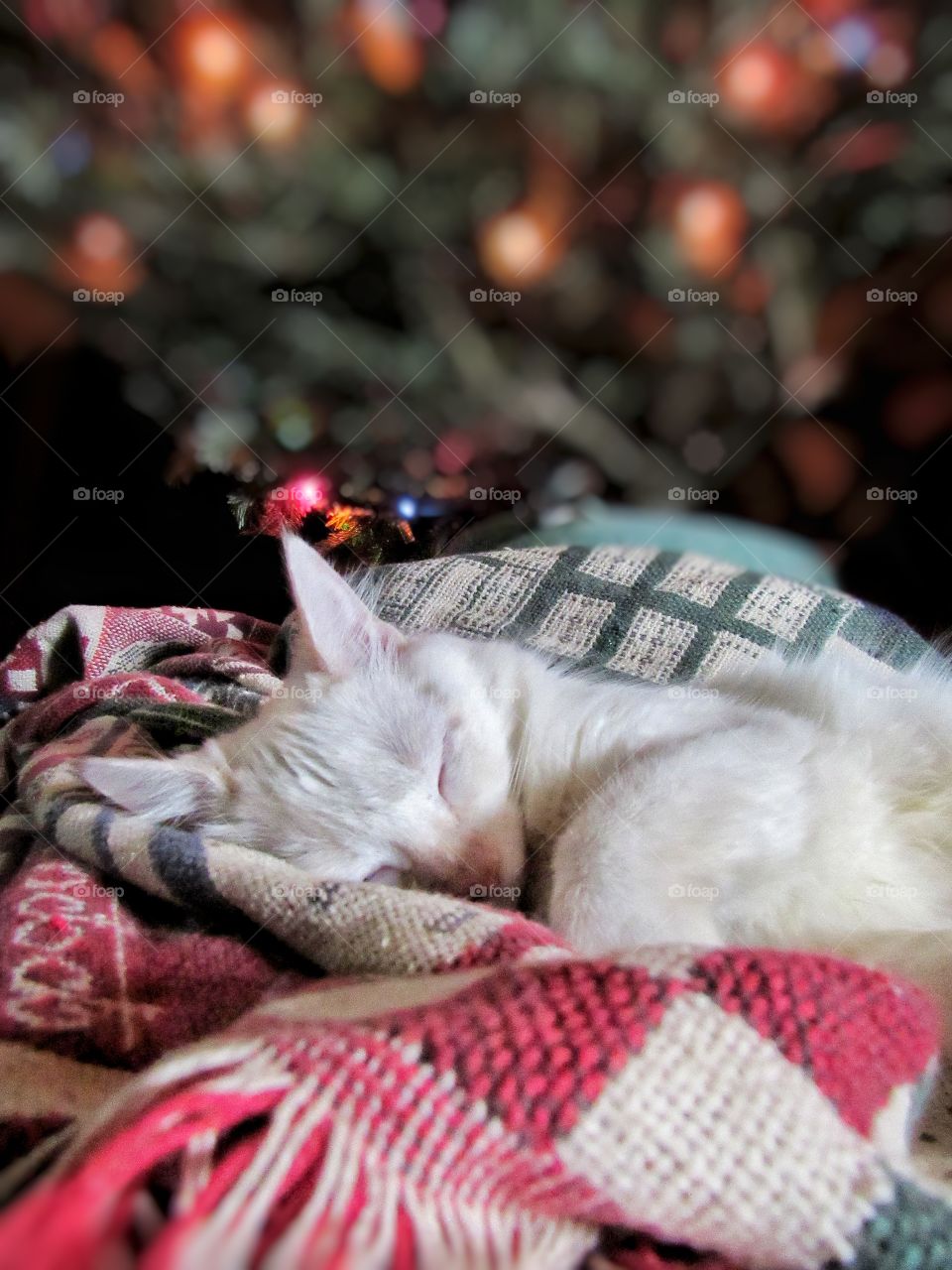 cat sleeping under Christmas tree