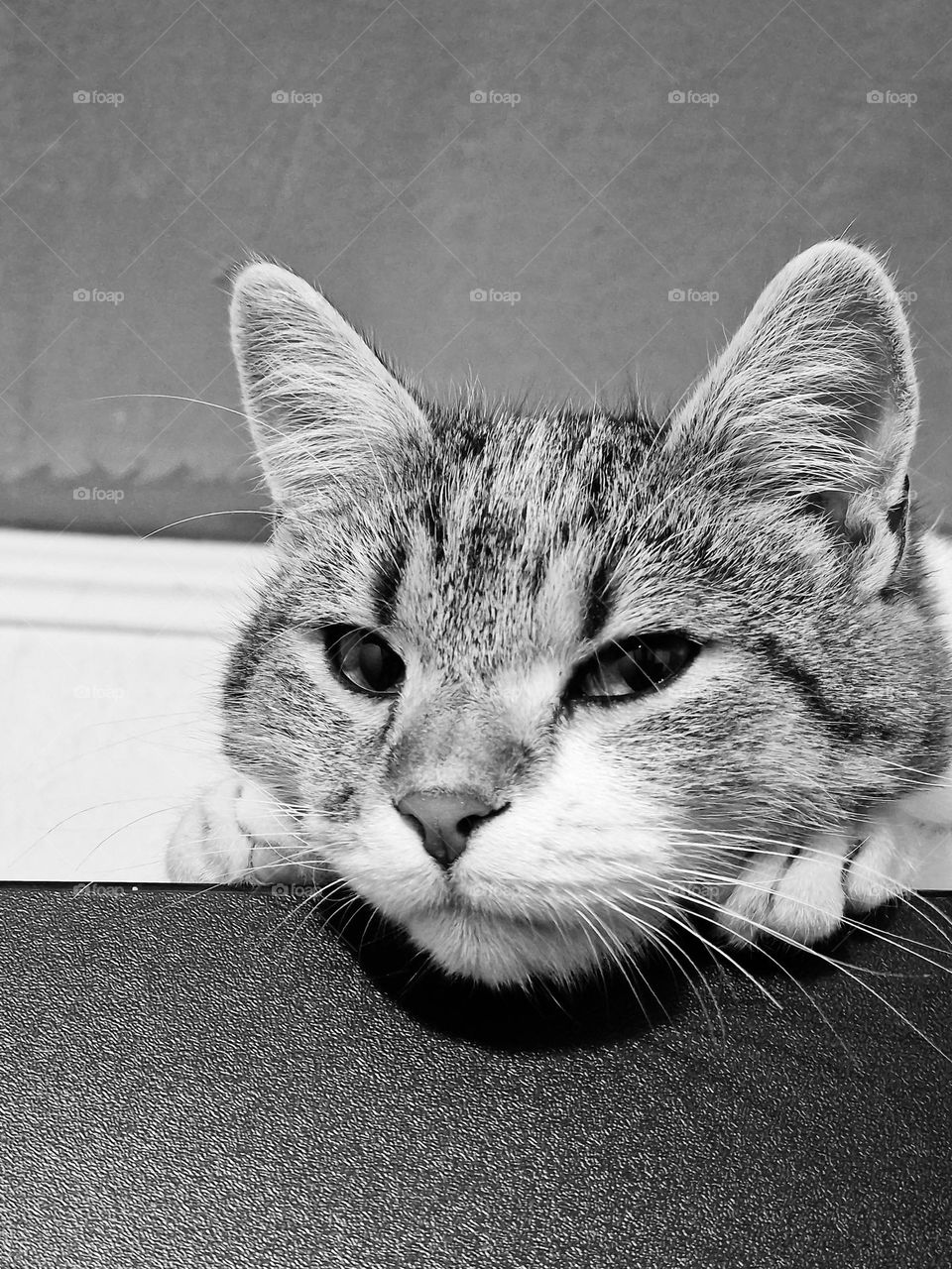 Almu the cat in black and white