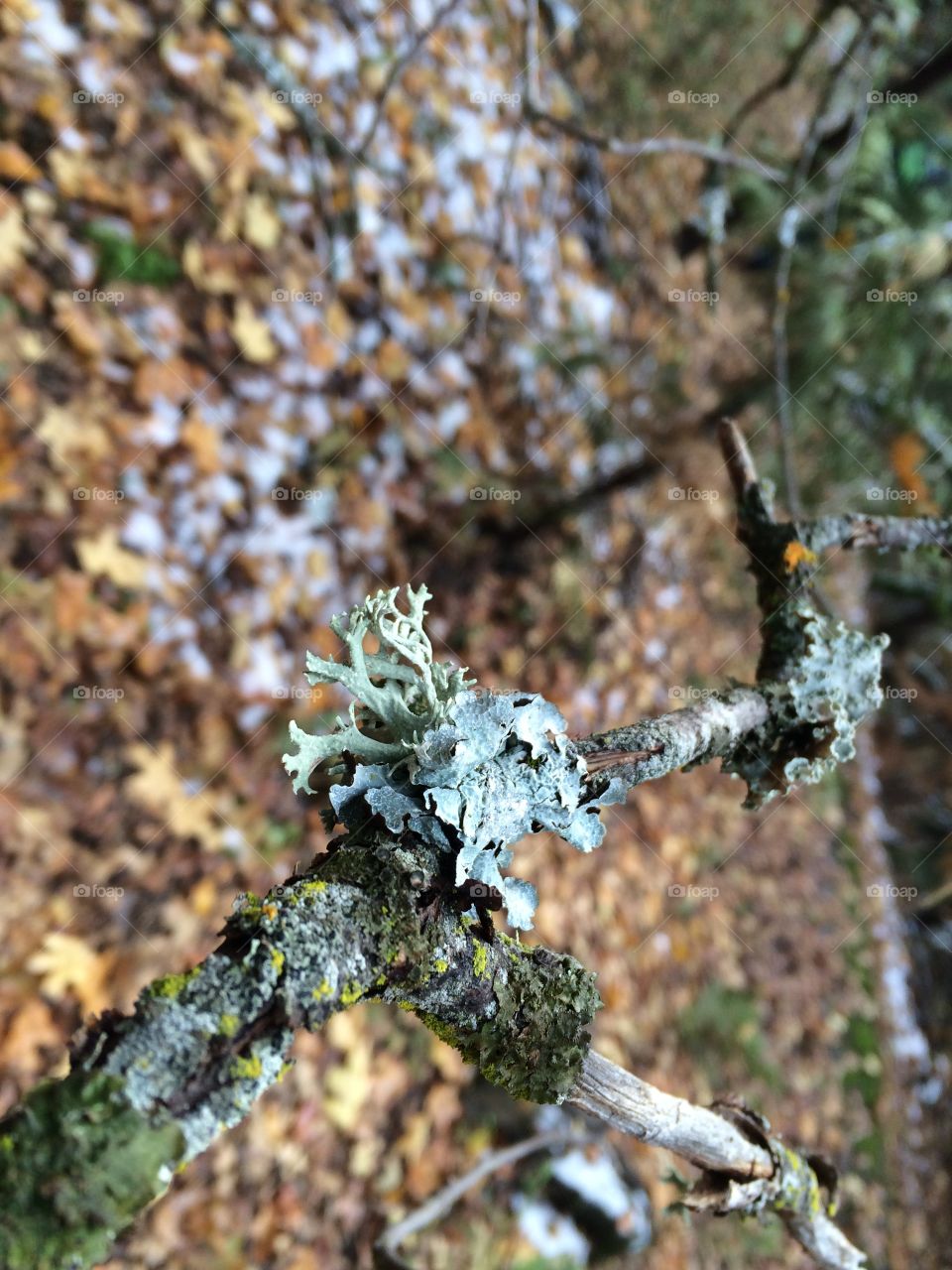 Lichen on tree branch