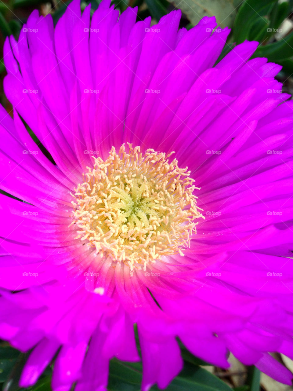 stigma nature pink flower by kshapley