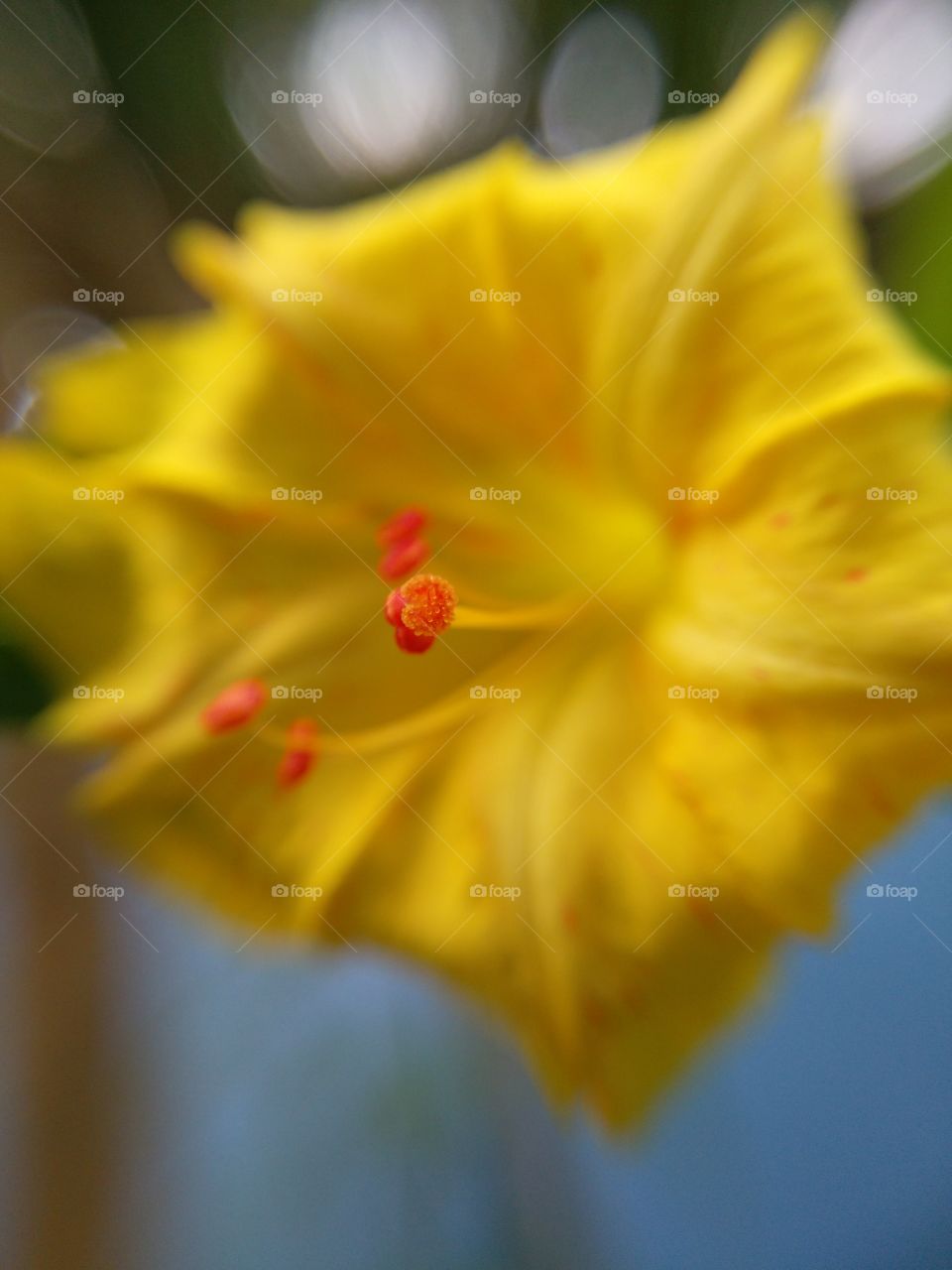Extreme close-up of a yellow flower