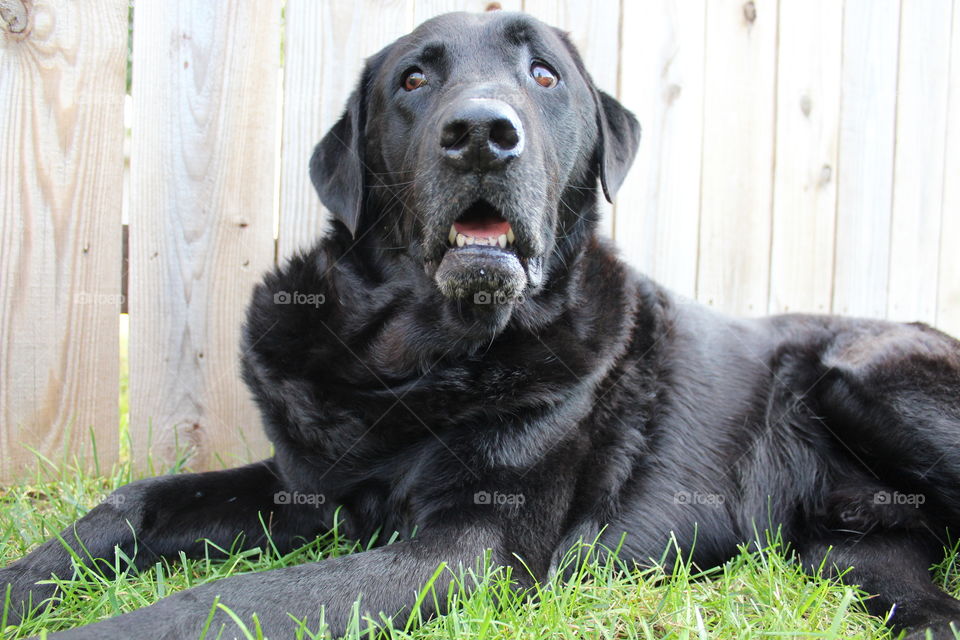 Black Labrador retriever nestled against the fence while gazing across the backyard