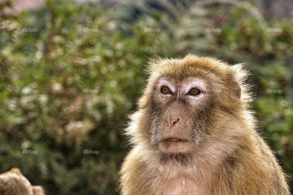 Macaque Monkey Close, Morocco . Macaque Monkey Close, Morocco 